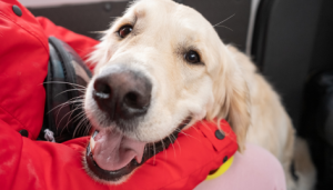 Photo shows a Happy Dog Smiling. This dog also serves as an emotional support animal mentioned in HUD's recent ESA enforcement memo.